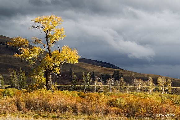YSNP00877 - Yellowstone National Park