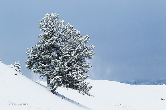 YSWR01506 - Yellowstone Winter