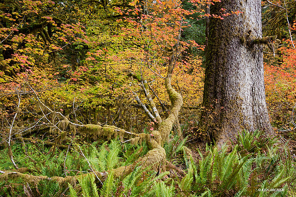 Olympic National Park - OLNP00390