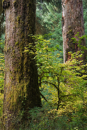 OLNP00404-Olympic-National-Park