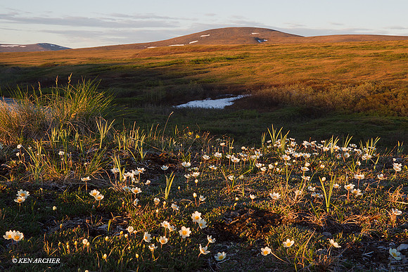 Seward Peninsula, Alaska - NMLS00199