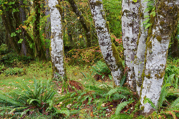 OLNP01526 - Olympic National Park