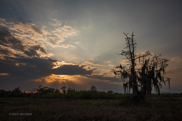 FLLS00029 - Florida Landscape