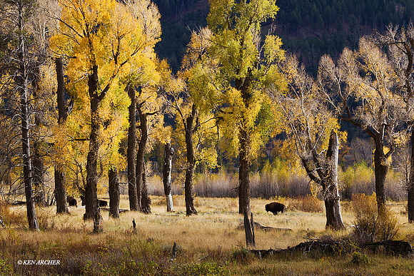 YSNP00883 - Yellowstone National Park