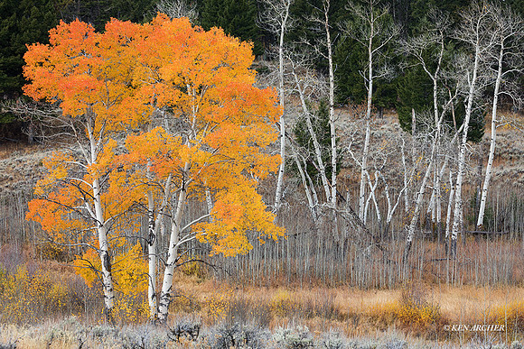 YSNP01038 - Yellowstone National Park