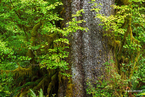 OLNP01183 Olympic National Park