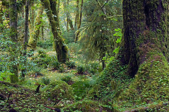 OLNP00193-Olympic-National-Park