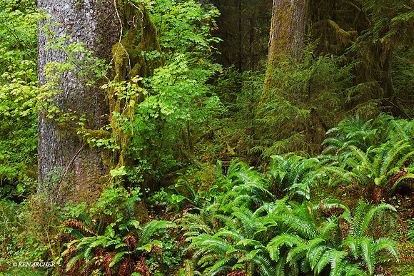 OLNP01177 - Olympic National Park