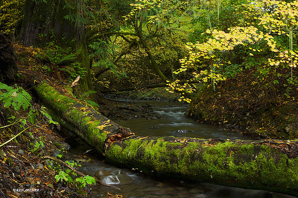Olympic National Park - OLNP00851