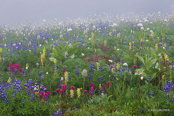 MRNP02604 - Mount Rainier National Park