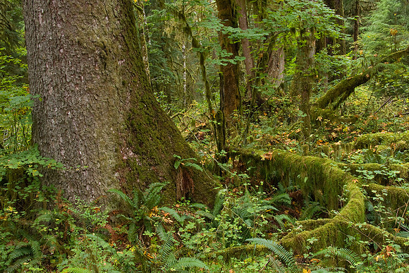 OLNP00401-Olympic-National-Park