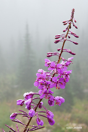 MRNP00561 - Mount Rainier NP