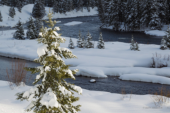 YSWR01578 - Yellowstone Winter