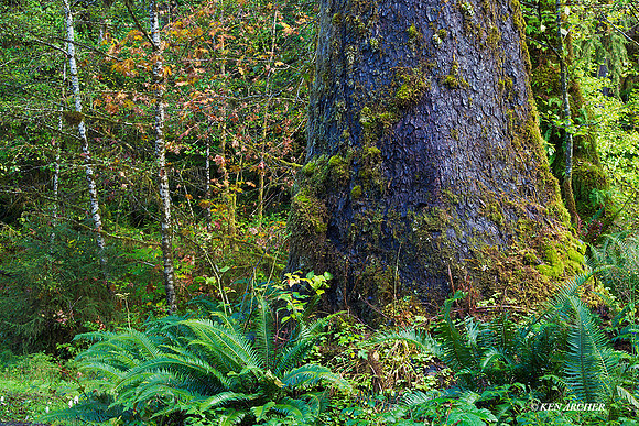 OLNP01697 - Olympic National Park