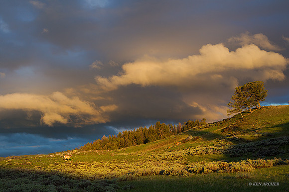 YSNP00552 Yellowstone National Park
