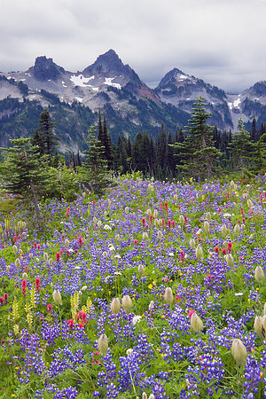 MRNP00583-Mount-Rainier-National-Park