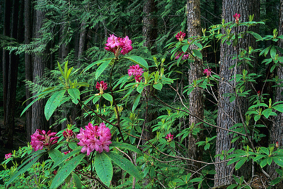 OLNP920396-Wild-Rhodendrons,-Olympic-NP