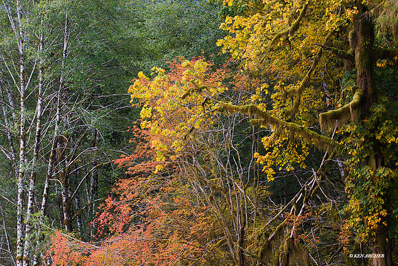 Olympic National Park - OLNP00375