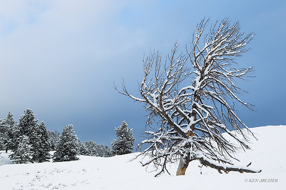 YSWR01517 - Yellowstone Winter