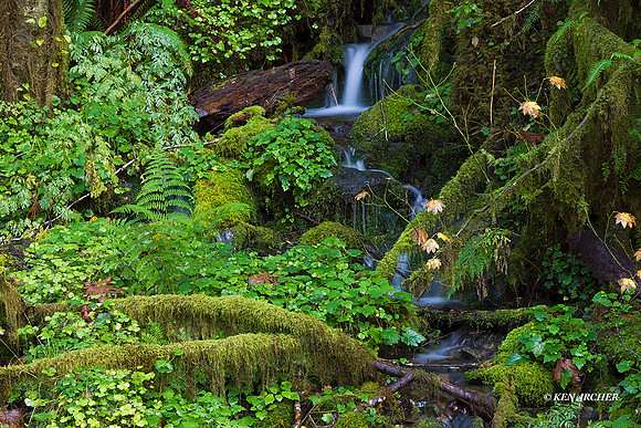 OLNP01757 - Olympic National Park