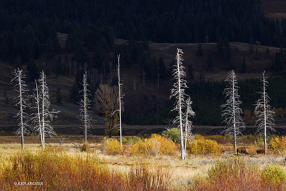 YSNP00868 - Yellowstone National Park