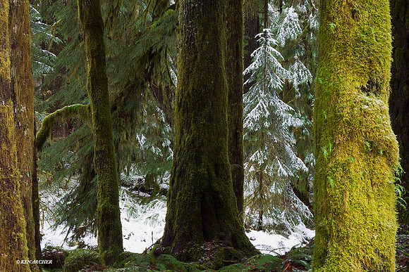 Olympic National Park - OLNP00805