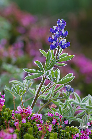 MRNP02656 - Mount Rainier National Park