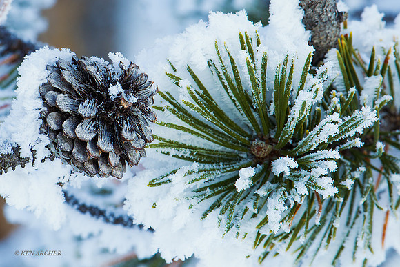 YSWR00994 - Yellowstone in Winter