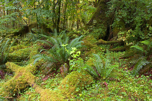 Olympic National Park - OLNP00186