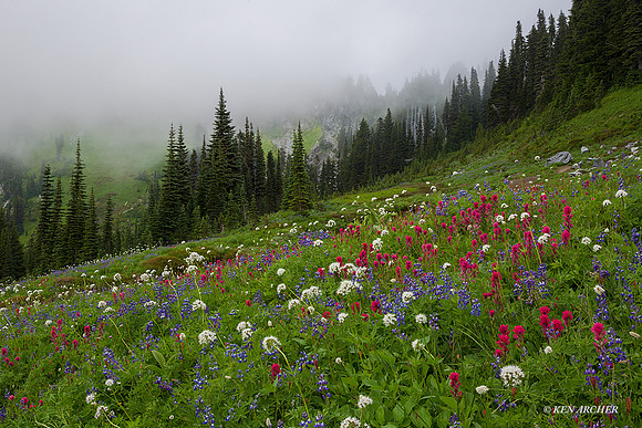 MRNP02511 - Mount Rainier National Park
