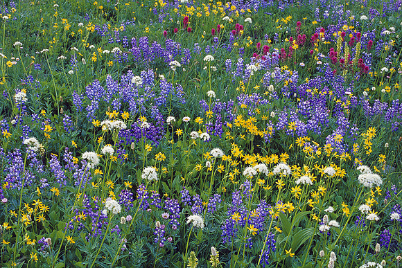 LDSC010186-Alpine-Wildflowers,-lupine,-arnica,-yarrow,-paintbrush