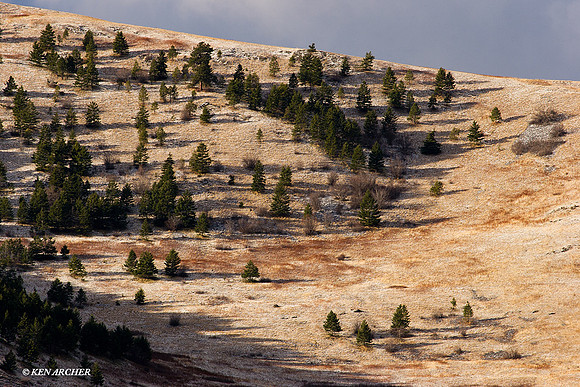 BSNR00060 Bison Range NWR