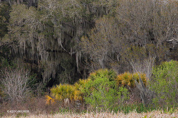 FLLS00015 - Florida Landscape