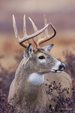 WTDR03629 - White-tail Deer