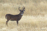 WTDR03983 - White-tail Deer