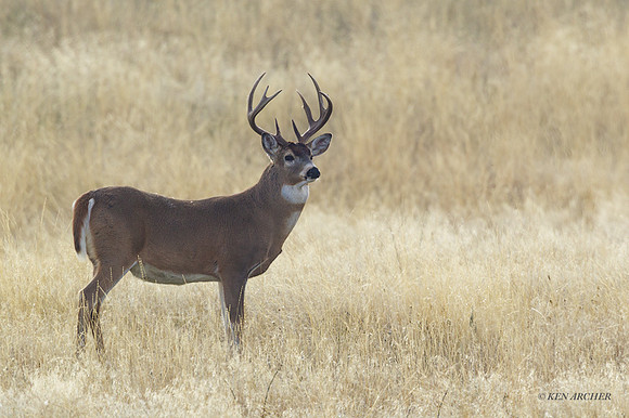 WTDR03983 - White-tail Deer
