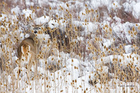 WTDR01575 - White-tail Deer