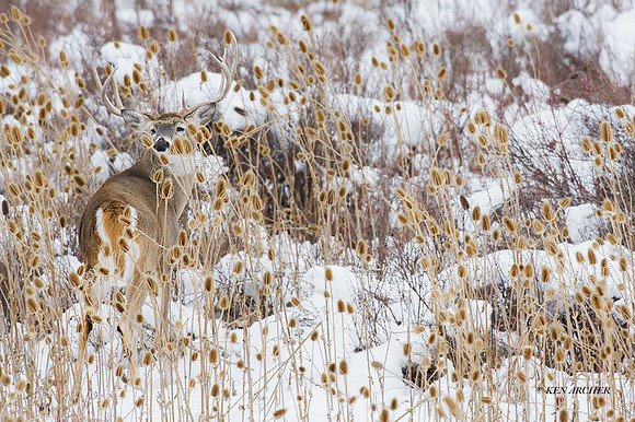 WTDR01575 - White-tail Deer