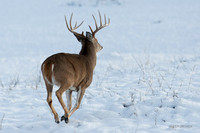 WTDR01738 - White-tail Deer