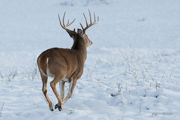 WTDR01738 - White-tail Deer