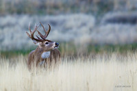 WTDR03878 - White-tail Deer
