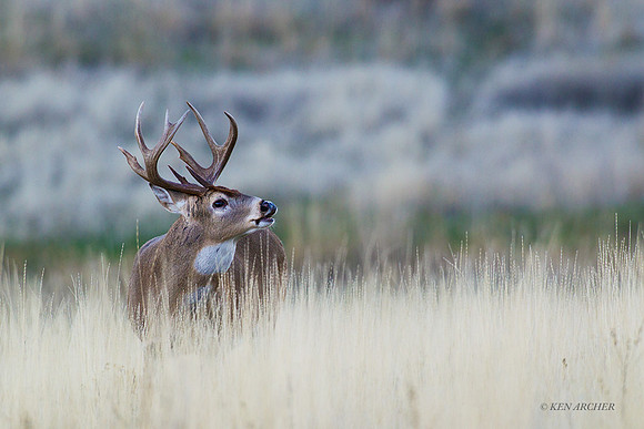WTDR03878 - White-tail Deer