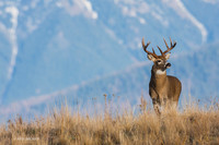 WTDR03222 - White-tail Deer