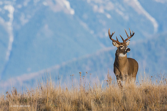 WTDR03222 - White-tail Deer