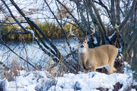 WTDR01714 - White-tail Deer