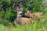Mule Deer, Spring & Summer