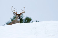 WTDR01642 - White-tail Deer