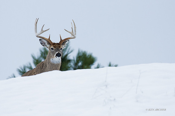 WTDR01642 - White-tail Deer