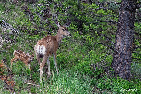 MEDR00570 Mule Deer