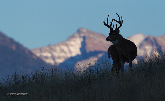 WTDR04033 - White-tail Deer